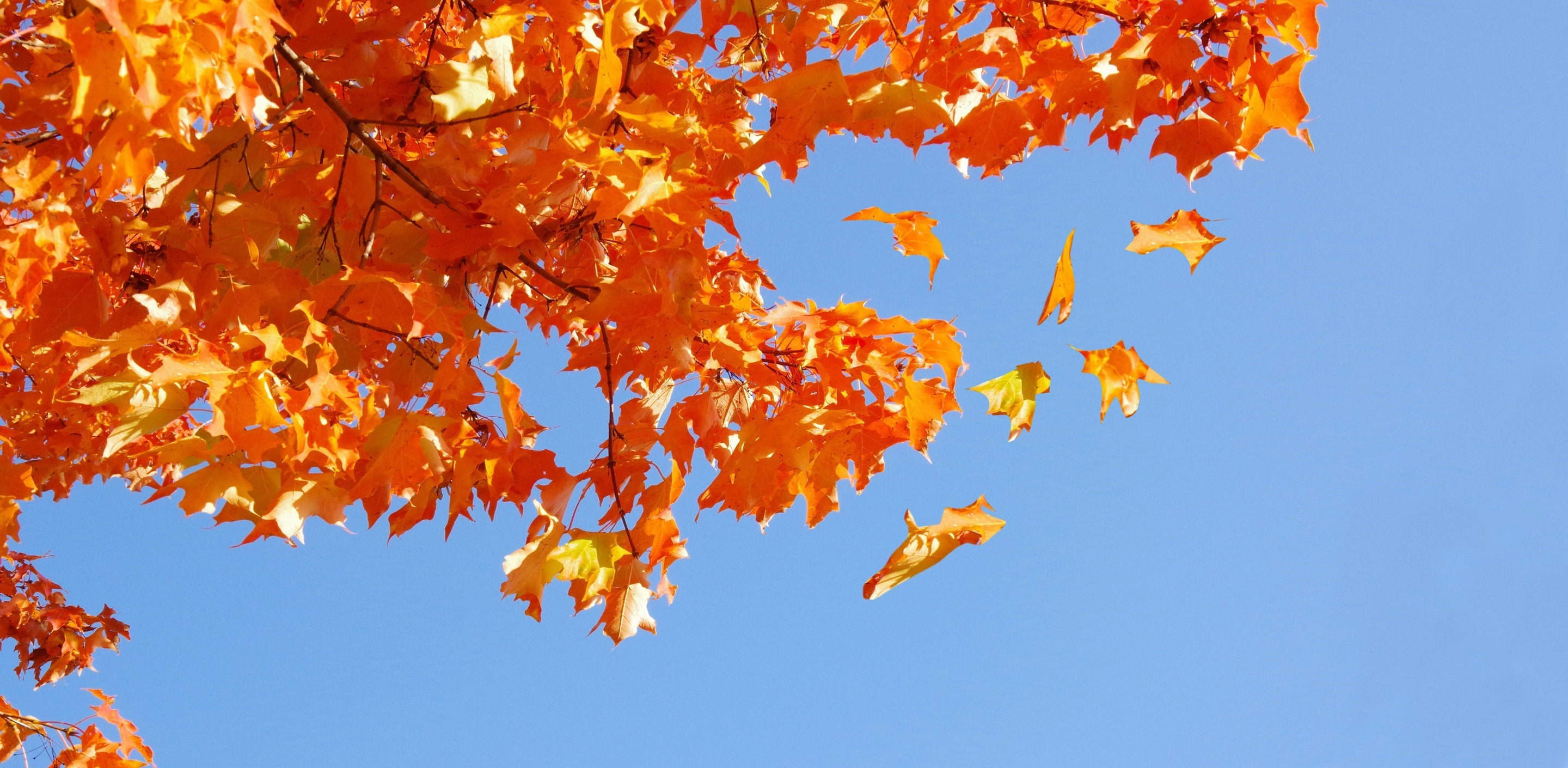 🍁 A Season of Surrender: Letting Go Like the Leaves