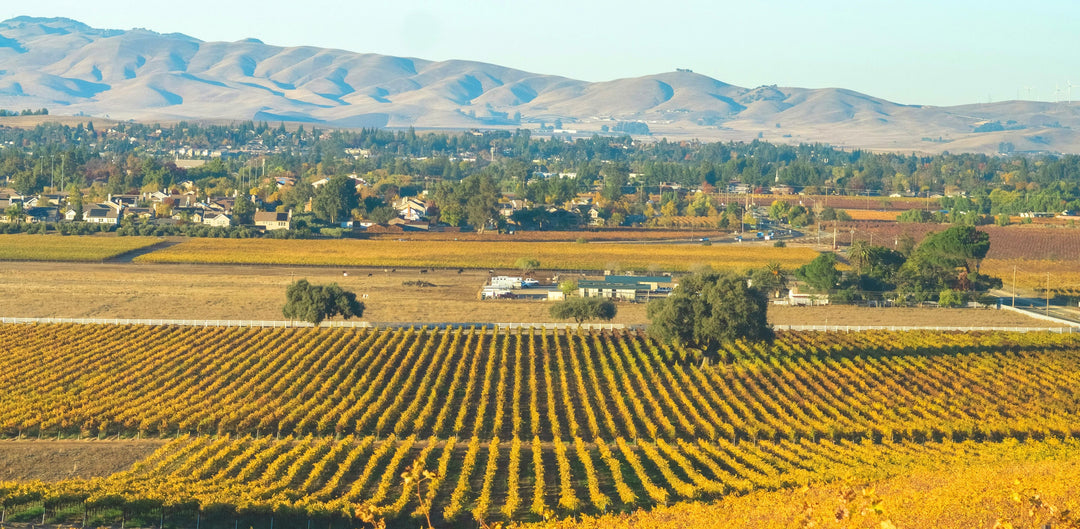 Harvest of the Heart: Bearing Fruit in a New Season